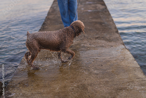 dog on the beach