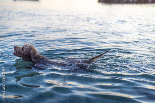 dog swimming in the adriatic sea