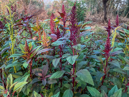 Red amaranth organic vegetable plant in Indian agriculture farm