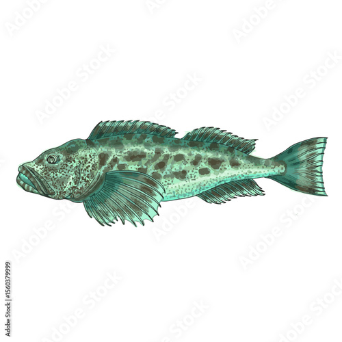 lingcod, ling cod, Ophiodon elongatus, buffalo cod, cultus cod, Hexagrammidae, Chordata, Actinopterygii, Ophiodon
