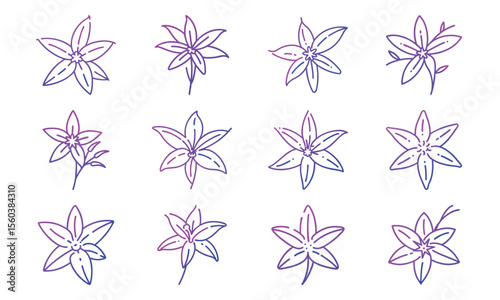 Bundle Star Of Bethlehem Flower White Pointed Petals Si 241 Star Of Bethlehem Flower Wh