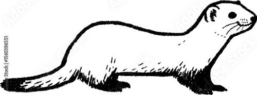 Sketch of a long, thin ferret in black and white for art and design