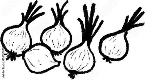 Hand-drawn sketch of onions with dried stems for culinary design