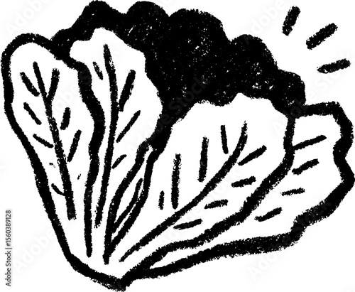 Textured head of lettuce sketch with bold lines and shading for creative designs