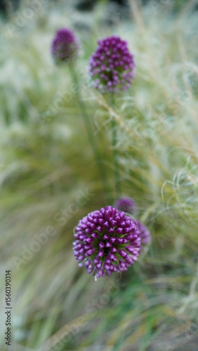 Decorative purple garlic Sphaerocephalon close-up photo. Macro flower photo