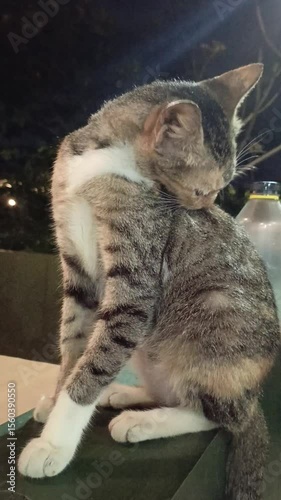 A cat licking its fur to clean itself. Video taken in portrait mode