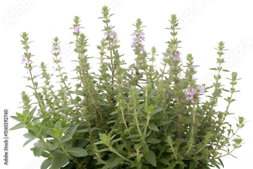 Water germander isolated on white