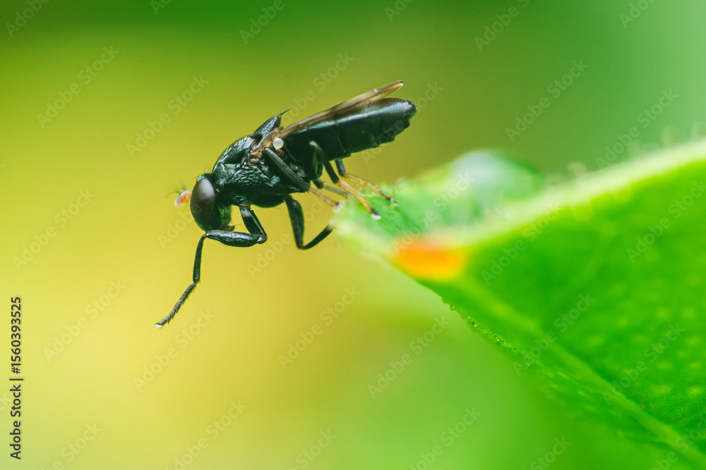 Fototapeta premium Black soldier fly resting on a vibrant green leaf