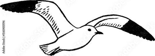 Seagull in flight sketch with wide wings for nature art and design