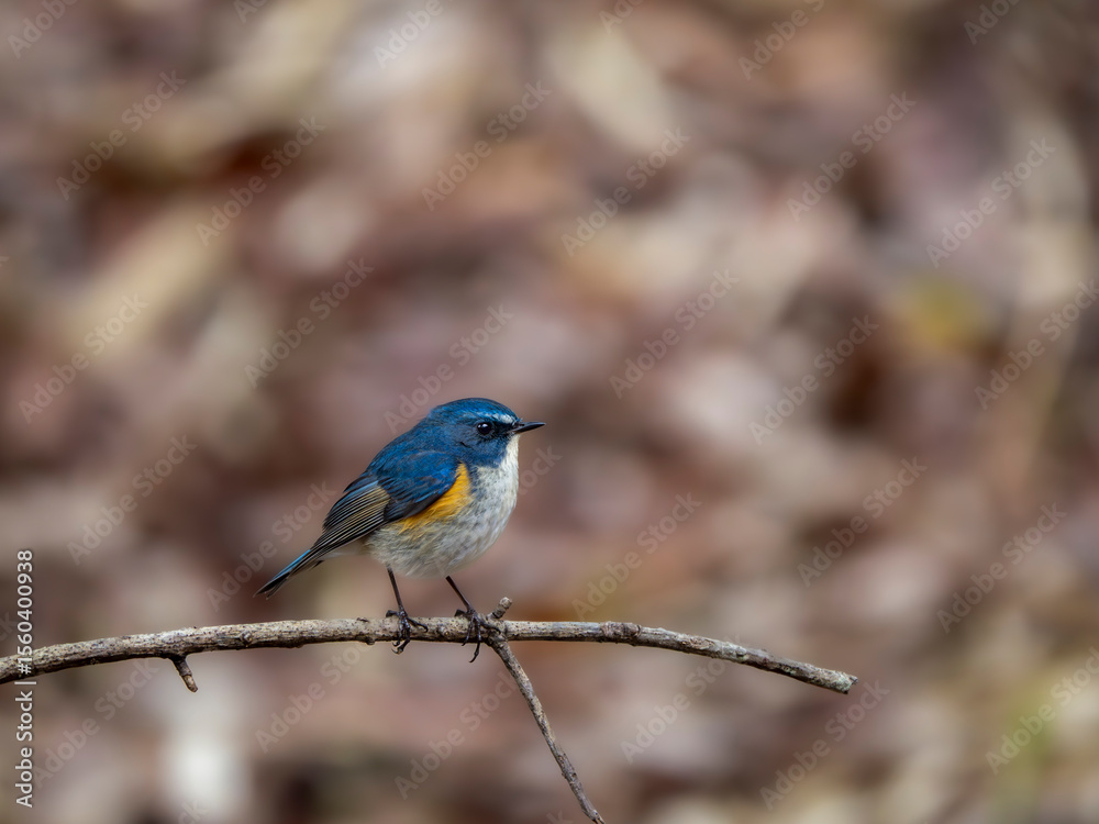 Fototapeta premium 森の中で周りを見渡しているルリビタキの雄