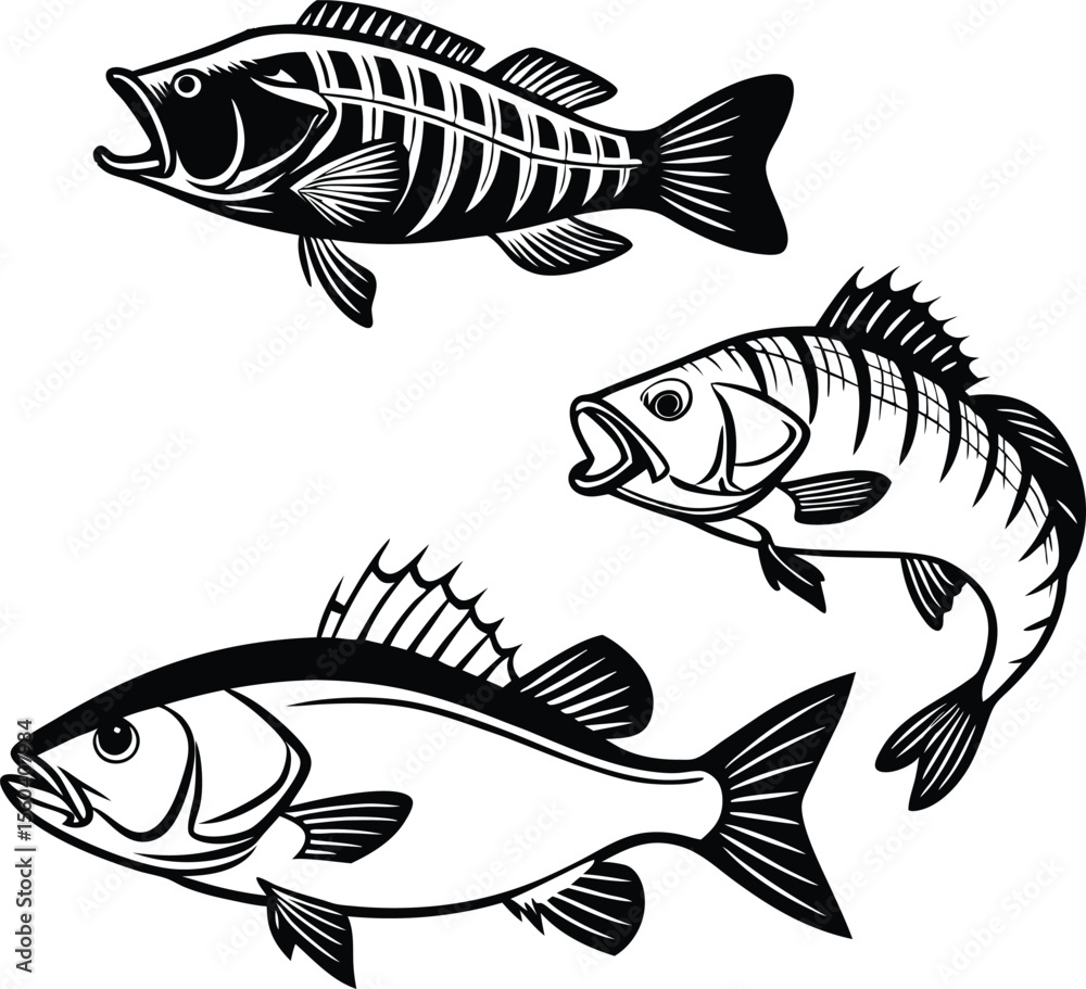 Fototapeta premium Bass Fish Set Black and White Vector Illustration
