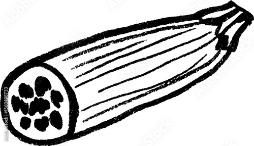 Hand drawn sketch of sliced zucchini showing detailed interior for artistic projects
