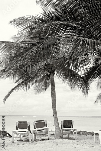Three Empty Lounge Chairs on a Beach under a Palm Tree
