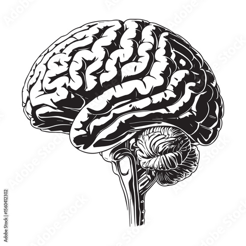 Vector art of a detailed black and white vector illustration of a human brain from the side, isolated on white background