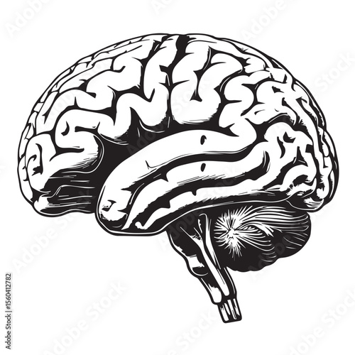 Vector art of a detailed black and white vector illustration of a human brain from a threequarter perspective, isolated on white background