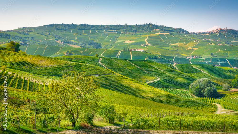 Fototapeta premium Vineyards on the rolling hills near the town of Barolo in the Langhe area, Piedmont, Italy