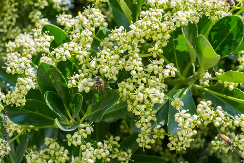 Beautiful Blooming Flowers Nestled Amidst Lush Green Leaves, Creating a Stunning Scene