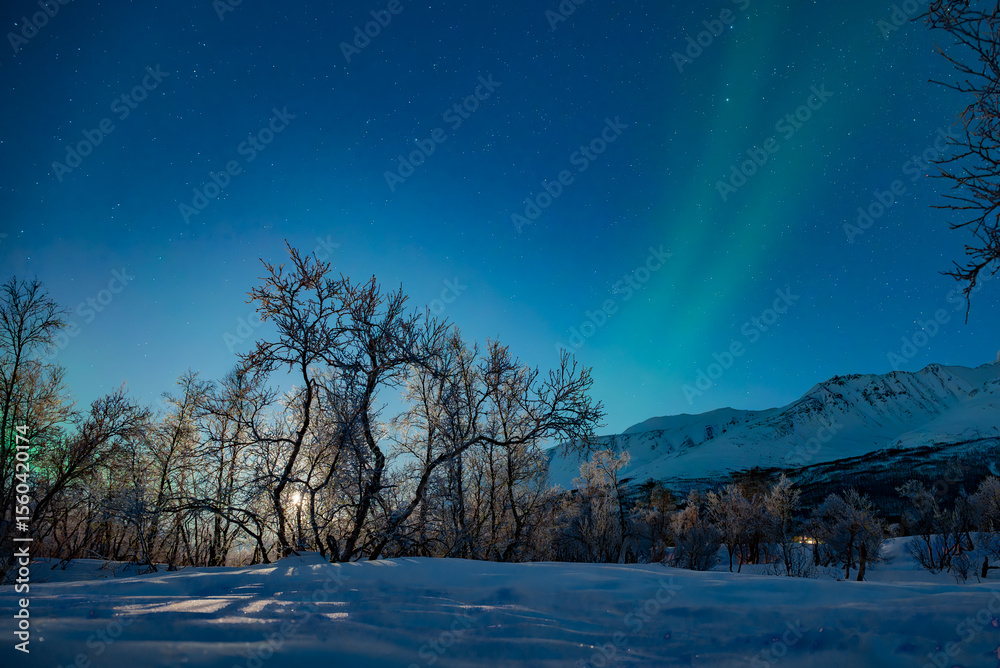 Fototapeta premium Northern Lights and Moonlit Birch Wood at the Outskirts of Tromsø, Arctic Norway