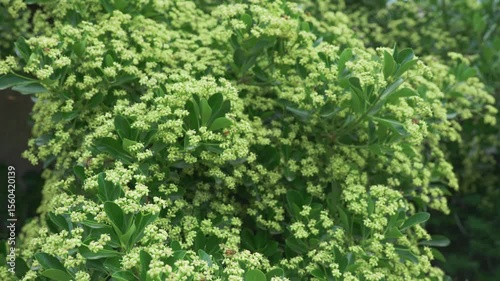 A lush green flowering shrub adorned with tiny, bright yellow blossoms creates a vibrant scene