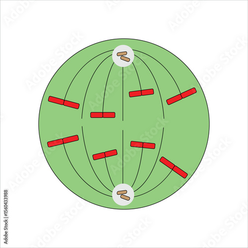 Anaphase stage of mitosis in a eukaryotic cell