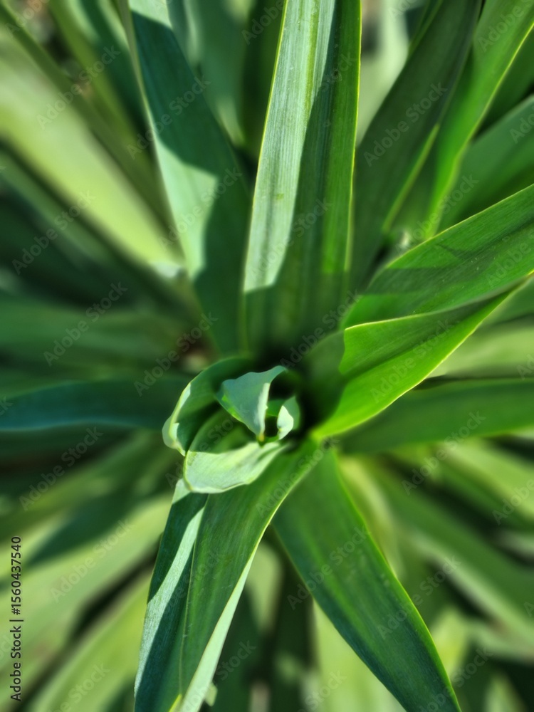 Obraz premium plant background