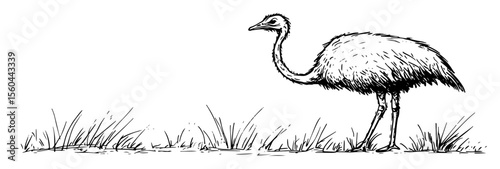 hand drawn emu standing on grass vector line art illustration