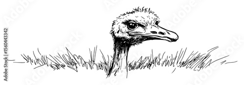 hand drawn ostrich head in grass vector line art illustration