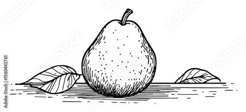 fresh pear fruit with leaves hand drawn vector illustration