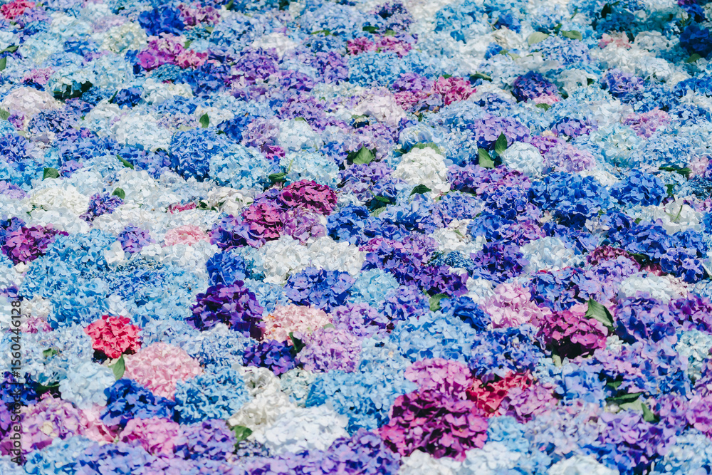 Obraz premium 雨引観音の美しいあじさいの花
