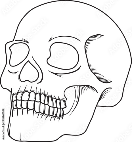 Line art black skull isolated on white background. Outline style. Modern print. Skull side view isolated on white background. Outlined cartoon drawing of creepy, gothic, halloween theme.