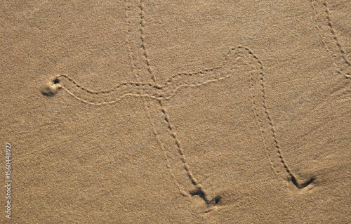 Tracks of a sea snail in the sand
