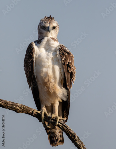 One juvenile martial eagle perched on a branch with clear blue sky bakground