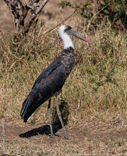 Canvas-taulu Side view of a woolly-necked stork walking in the veld