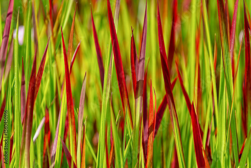 Tableau sur toile Japanese blood grass Red Baron close up