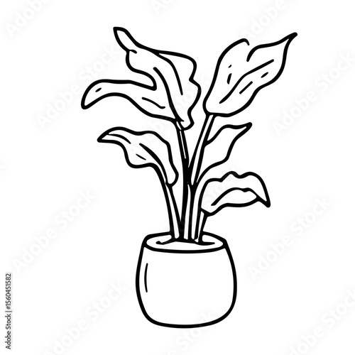 Potted plant with broad leaves doodle sketch vector illustration on transparent background, indoor greenery