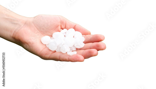 Holding Large Hailstones After a Storm on white background.

