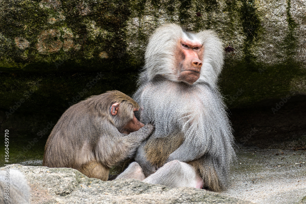 Fototapeta premium Hamadryas baboon, papio hamadryas, sitting together and grooming each other.