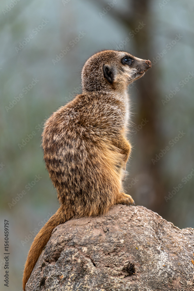 Fototapeta premium Meerkat, Suricata suricatta sitting on a stone and looking into the distance