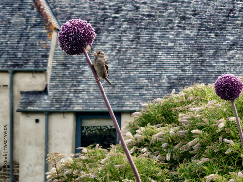 allium with a bird on 