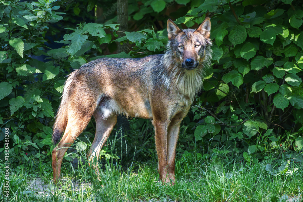 Fototapeta premium European Grey Wolf, Canis lupus in a german park