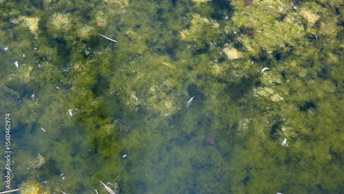 algal bloom in water