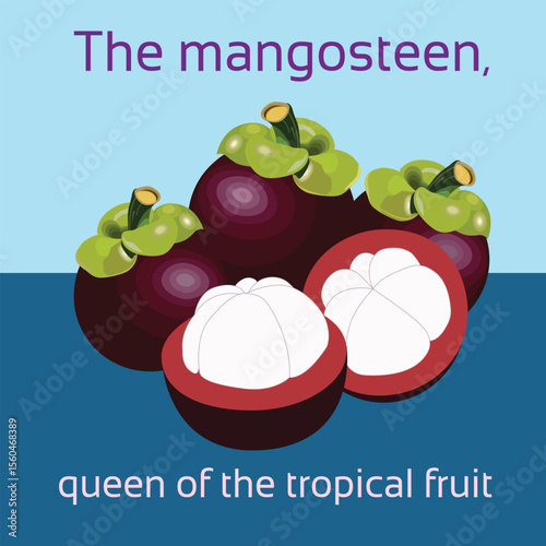 A colorful flat-style illustration featuring whole and halved mangosteens with the caption “The mangosteen, queen of the tropical fruit.” This vibrant image celebrates the tropical superfruit 