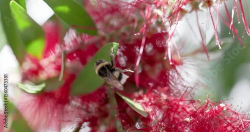 Sideview of a bublebee cleaning itself while hanging on a leaf