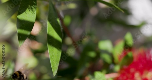 Bumblebee flying and hovering