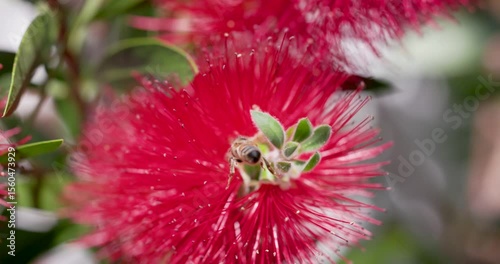 Rear view of  a bee landing on a red flower