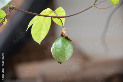 Close-up of a single passion fruit growing