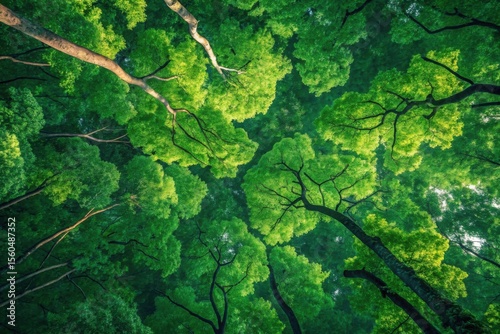 Lush Green Canopy of a Dense Forest Seen from Below in Daylight