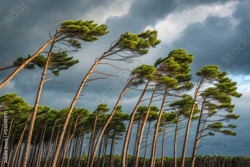Windswept Pine Trees Against Dramatic Cloudy Sky in Nature Landscape
