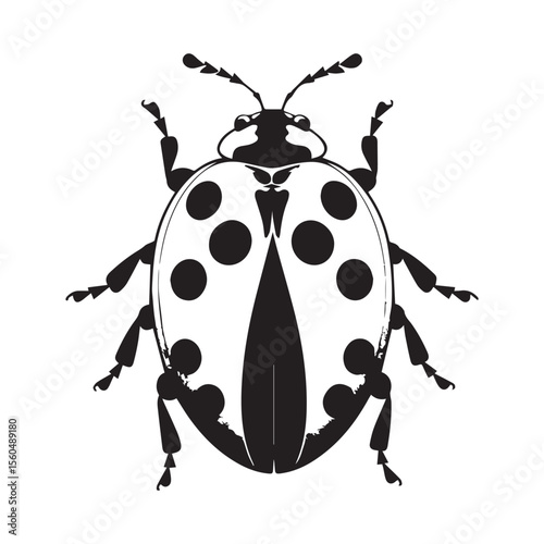 Vector art of a black and white ladybug is isolated on white background