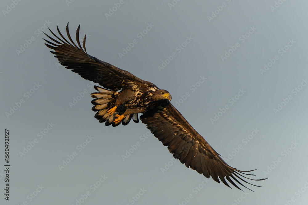 Fototapeta premium White tailed eagles (Haliaeetus albicilla) flying in the first warm light at a field in the forest of Poland searching for food on a foggy autumn morning.